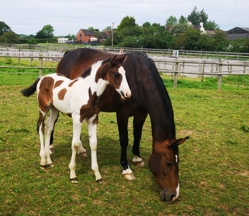 Coloured Colt Foal